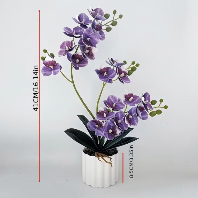 Majira Wilds® Petite Butterfly Orchid