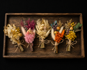 Dried Botanical Flowers