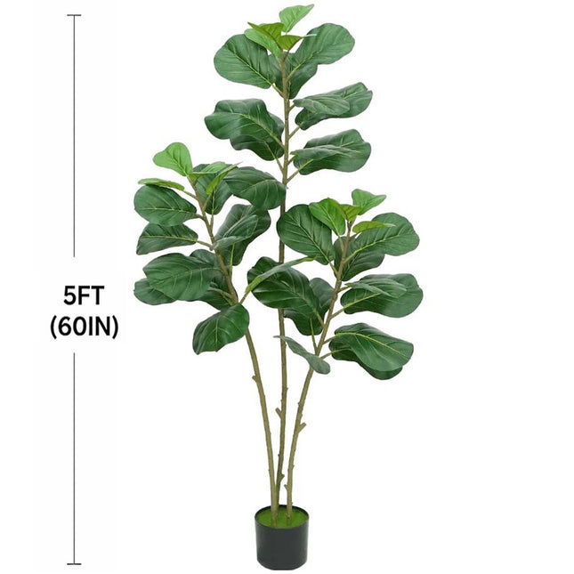 Fiddle Leaf Fig | Multi-Trunk
