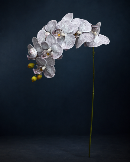 36" Real Touch Phalaenopsis Orchid