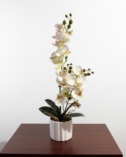 Majira Wilds® Petite Butterfly Orchid