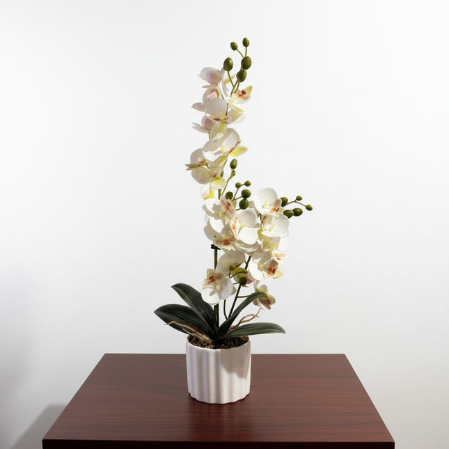 Majira Wilds® Petite Butterfly Orchid