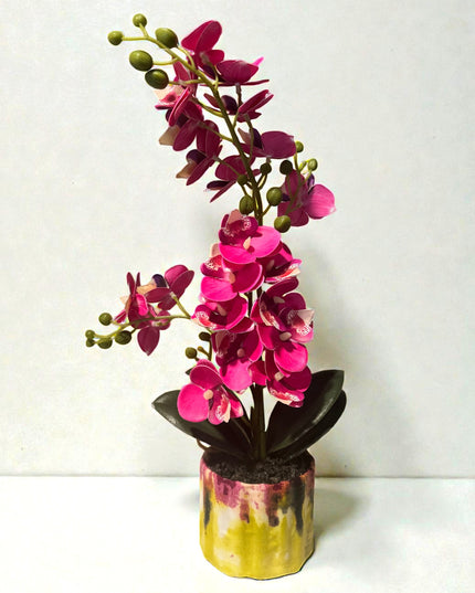 Majira Wilds® Petite Butterfly Orchid | Heritage Edition