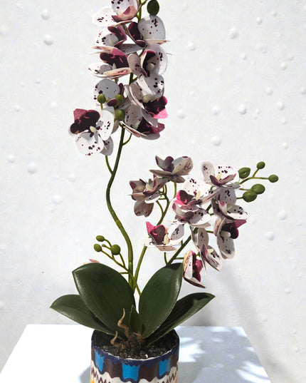 Majira Wilds® Petite Butterfly Orchid | Heritage Edition
