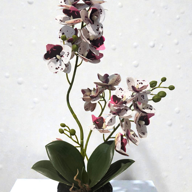 Majira Wilds® Petite Butterfly Orchid | Heritage Edition