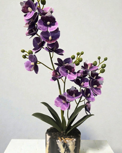 Majira Wilds® Petite Butterfly Orchid | Heritage Edition