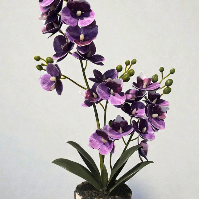 Majira Wilds® Petite Butterfly Orchid | Heritage Edition
