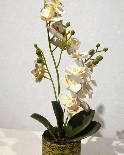 Majira Wilds® Petite Butterfly Orchid | Heritage Edition