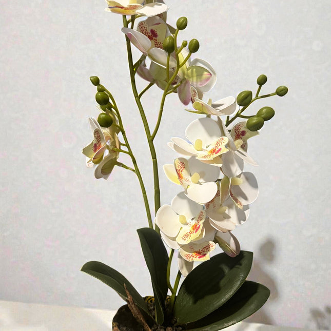 Majira Wilds® Petite Butterfly Orchid | Heritage Edition