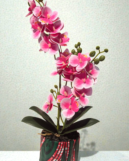 Majira Wilds® Petite Butterfly Orchid | Heritage Edition