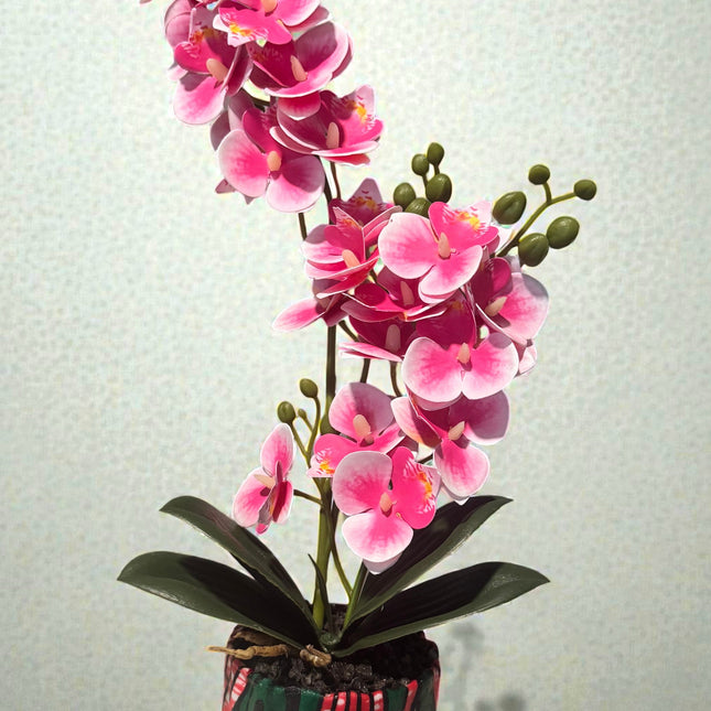 Majira Wilds® Petite Butterfly Orchid | Heritage Edition