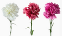 Individual Floral Stems (Faux)