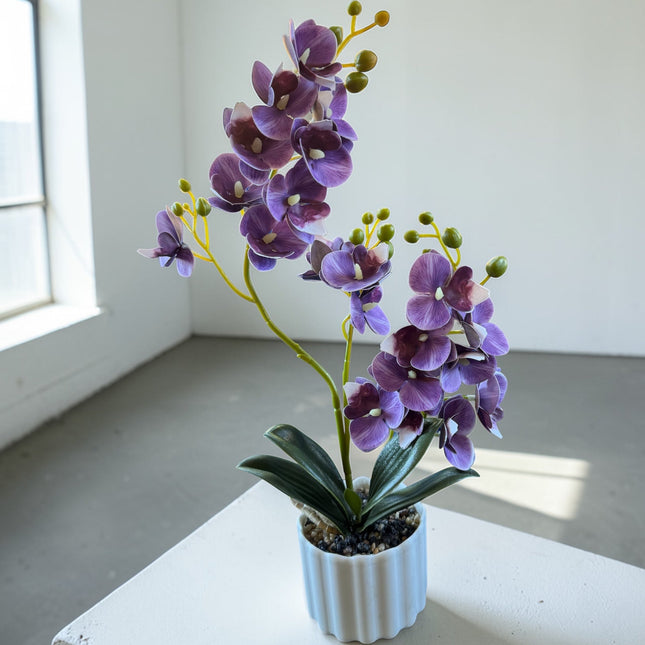 Majira Wilds® Petite Butterfly Orchid