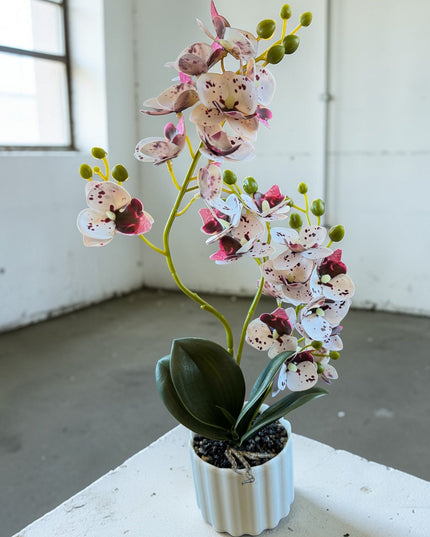 Majira Wilds® Petite Butterfly Orchid