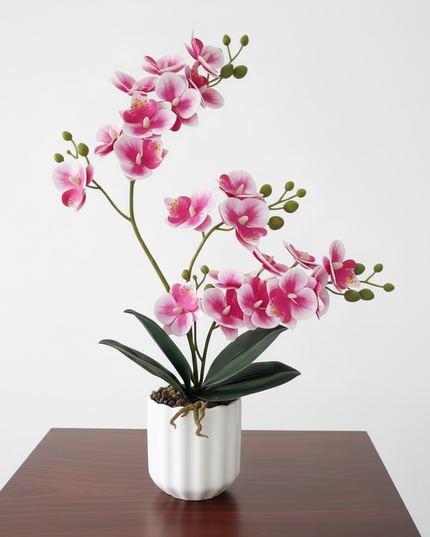 Majira Wilds® Petite Butterfly Orchid