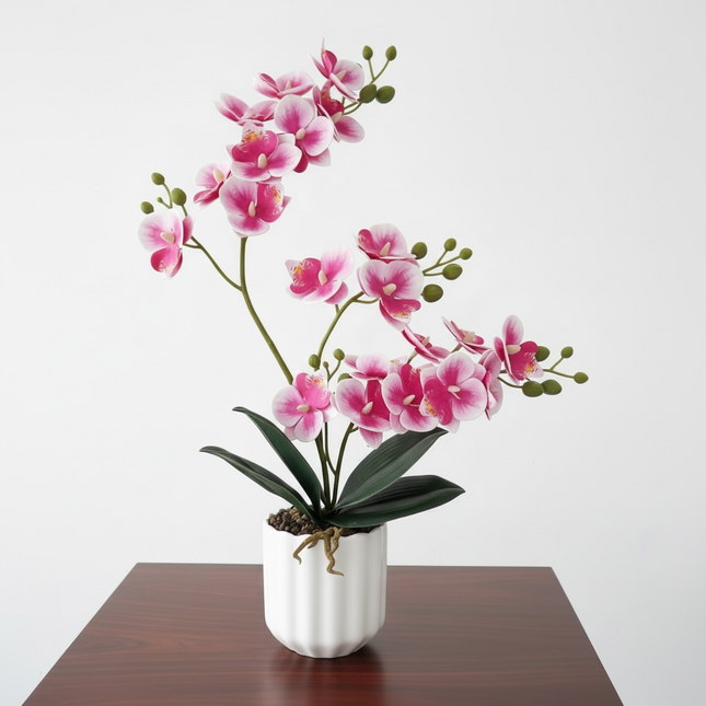 Majira Wilds® Petite Butterfly Orchid