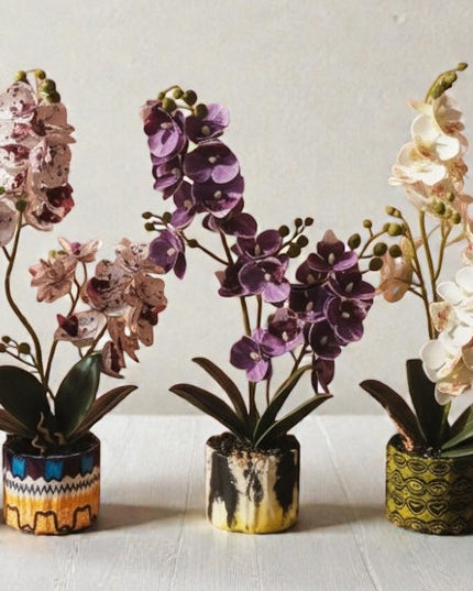 Majira Wilds® Petite Butterfly Orchid | Heritage Edition