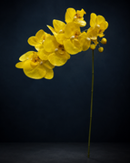 Vibrant Yellow