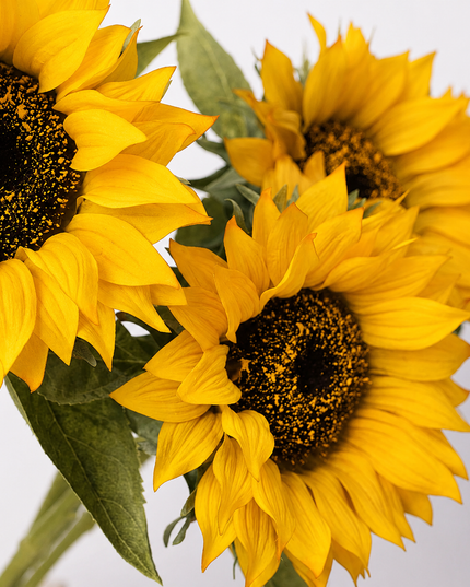 27.5" Moisturized Real Touch Sunflower Stem (Real-Touch)