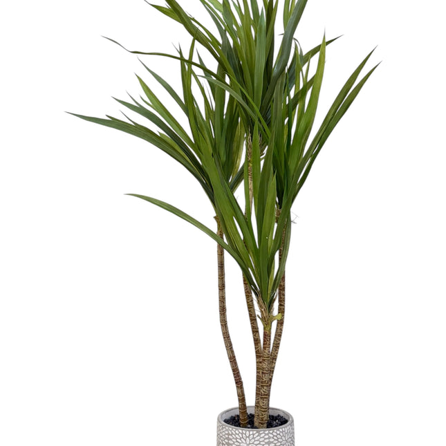 Artificial Dracaena Tree in Ceramic Decorative Pot (Plant)