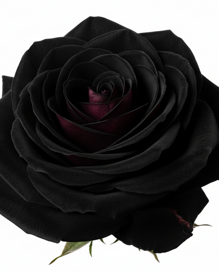Single Infused Rose Bouquet - Forever, Wild™